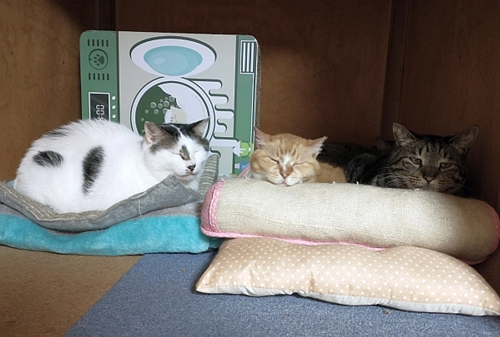 シェルターだより（6月）