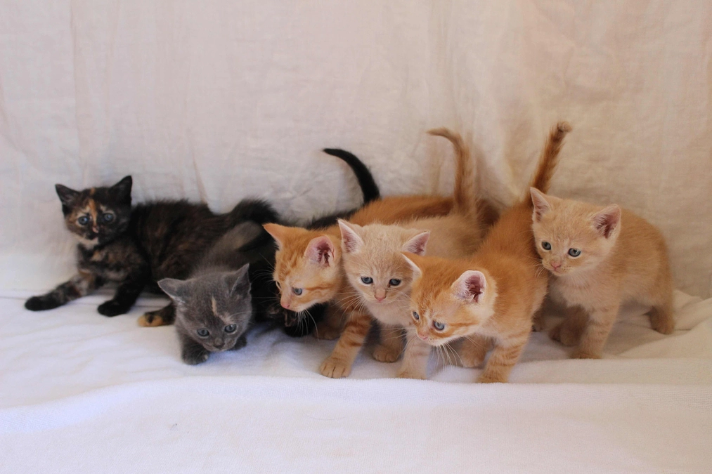 保護猫ノコと7匹の仔猫たち