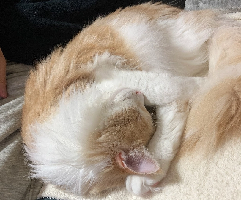 1/12経過観察58日目