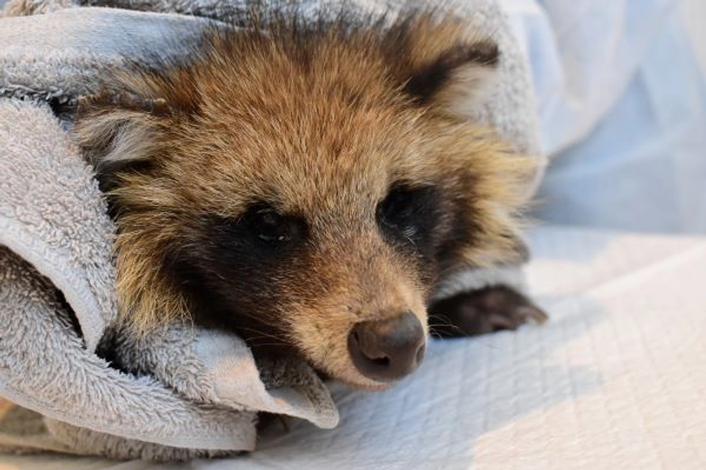 【保護情報】重度の疥癬を患ったタヌキ