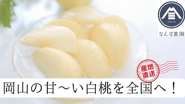 岡山の60年続く桃農家から自慢の白桃をお届け！　朝採れ当日発送！！ のトップ画像