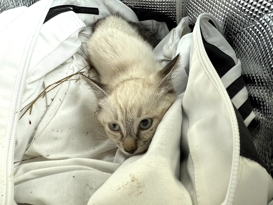 交通事故に遭った子猫