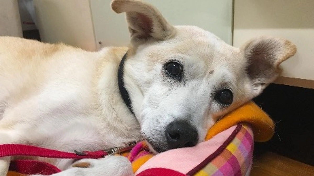 【残り5日28日までに250万円】高齢犬の介護について。最期まで犬猫たちと幸せな時間を過ごせるように