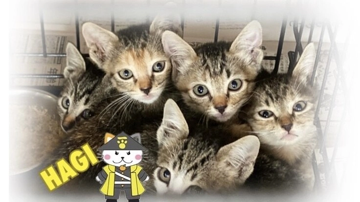 古い家の再生を助けて下さい！山口県萩市に猫との癒しの空間を造りたい