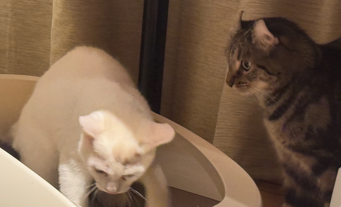 シンバ＆アテネと、次男猫アッシュ