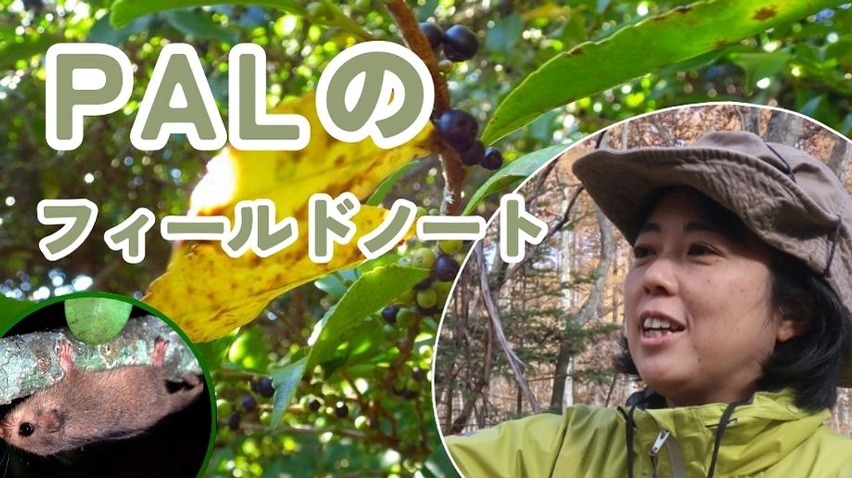 Palのフィールドノート(2)