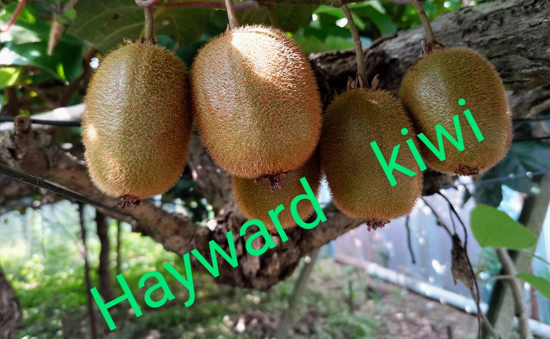 応援　キウイフルーツ詰合せ2キロ