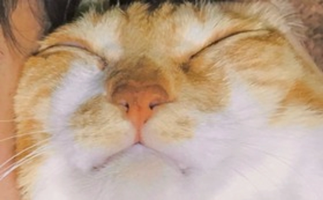 たいぼー応援1000円