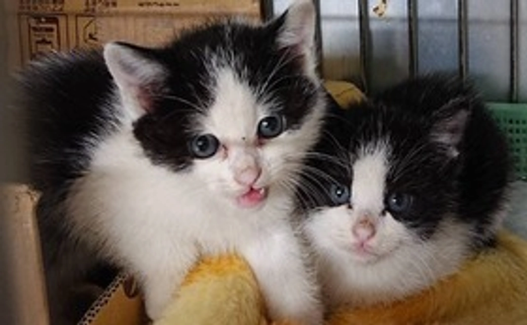 一匹の野良猫さんの不妊手術費用になります