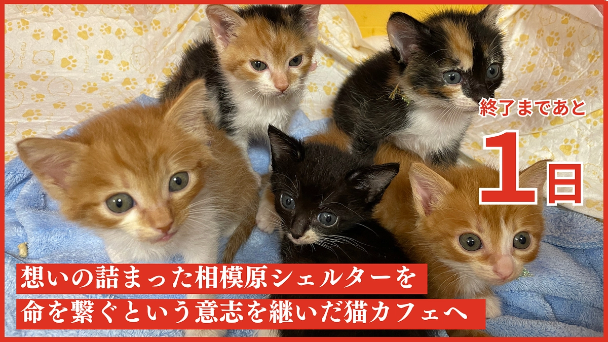 【残り1日となりました】温かい応援メッセージのご紹介です。