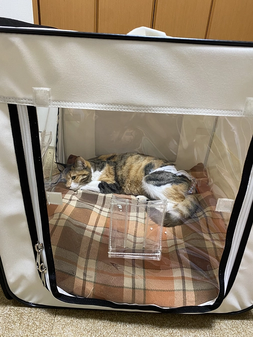 12月29日　ぶん太とみるくの様子について