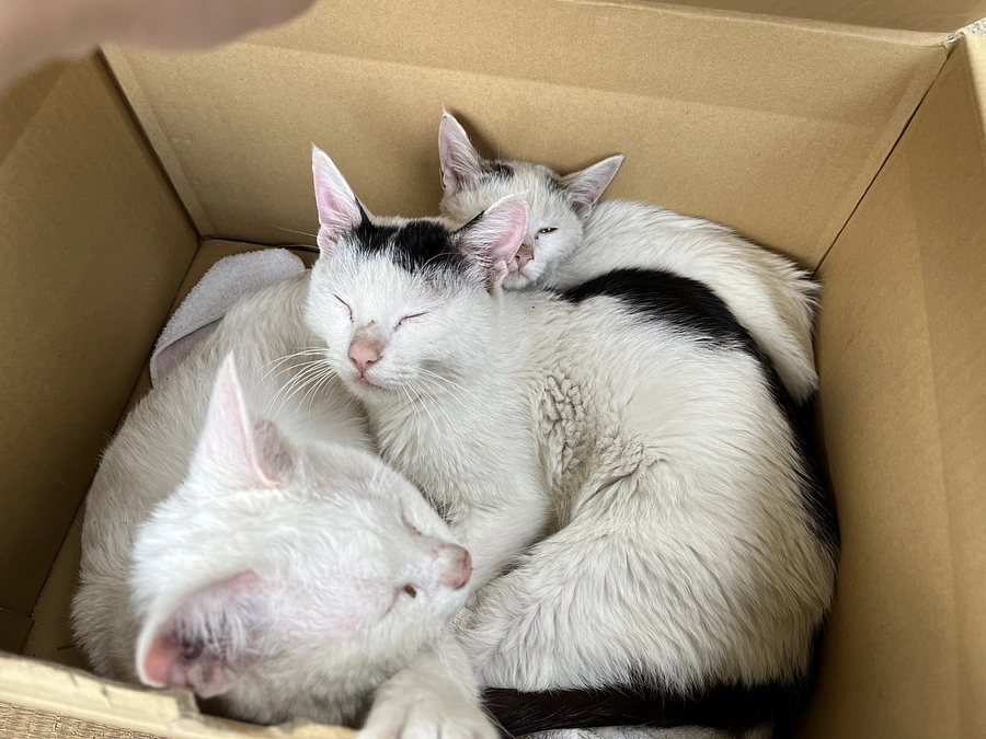 捨て猫を保護しました～その1～