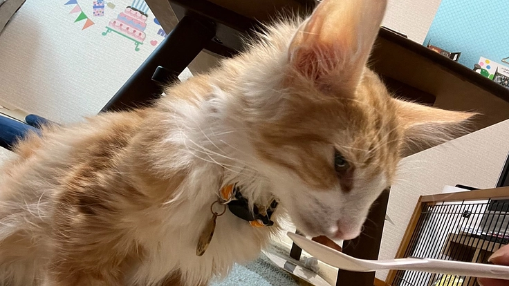 FIP(猫伝染性腹膜炎)と戦う琥珀くんを助けてください