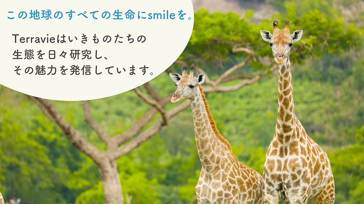 いきものの循環を楽しく学ぶゲーム大会開催@アドベンチャーワールド 2枚目