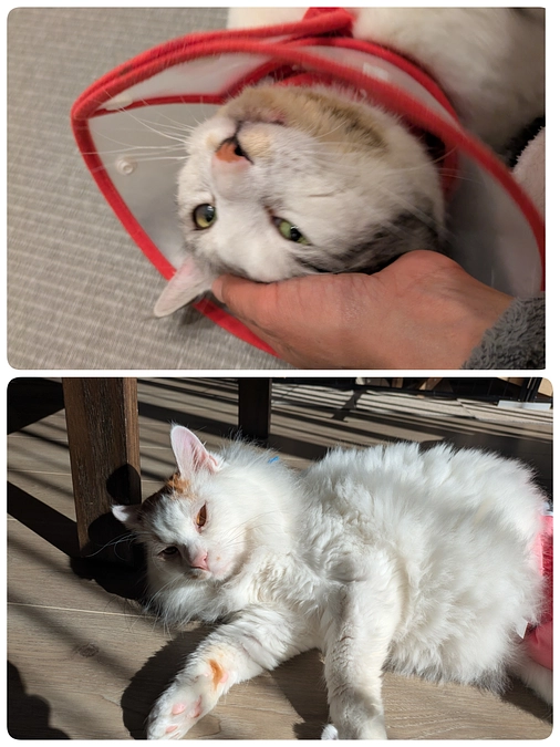 ［ぎんちゃん］と［つきまろ君］の医療とその他のご報告］