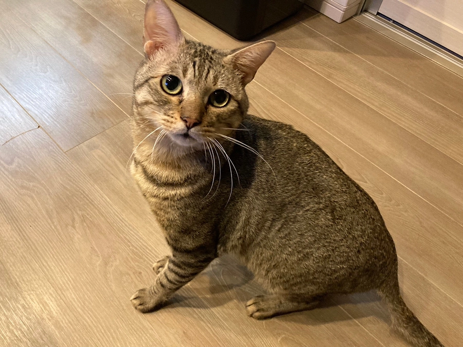 子供シェルターお泊まり保護猫のお世話体験