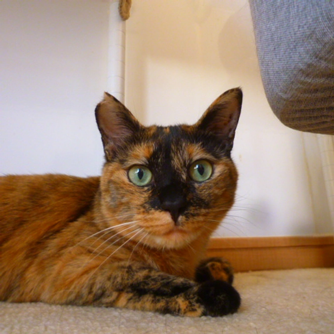 在籍猫紹介【モリタンちゃん】