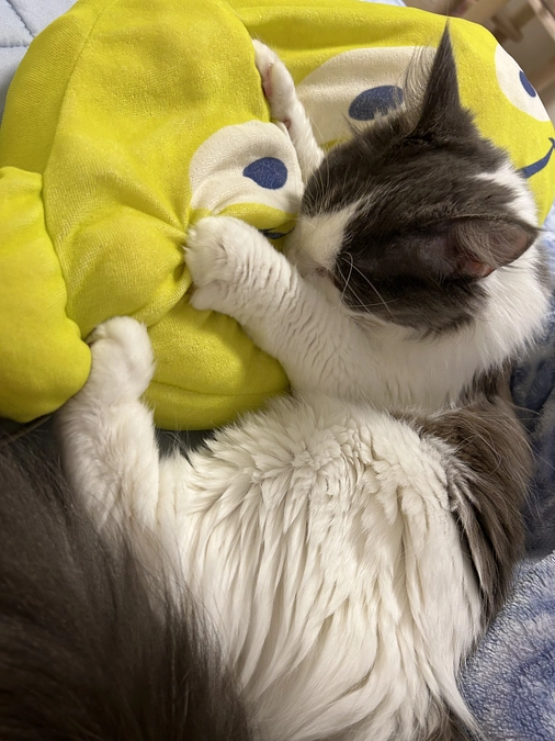 残り3日！！！どうかどうかCOOちゃんにお力お貸しください🙇‍♀️