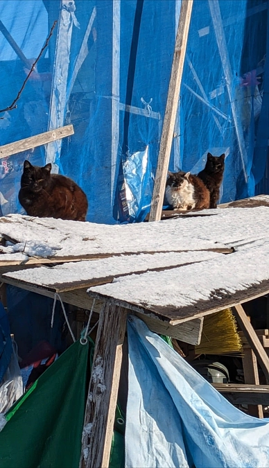 無責任な餌やりの果ては、、、《千歳市》《餌やり問題》