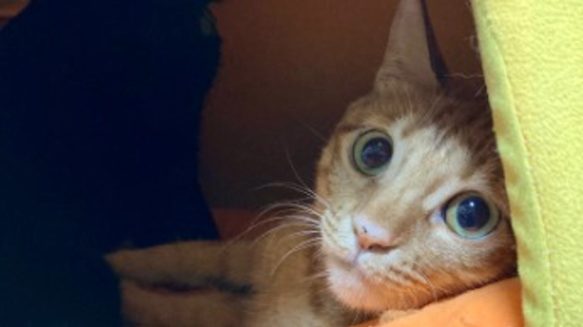 ご支援金の収支報告です