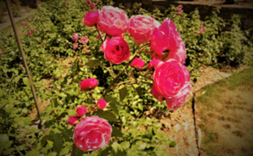 『感謝を込めてサンキューメールを送ります。』