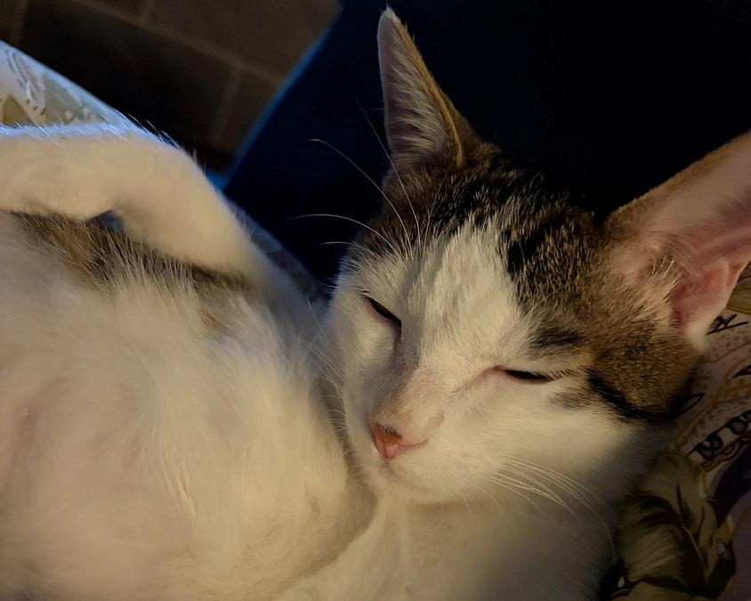 ごまさんのその後⑭