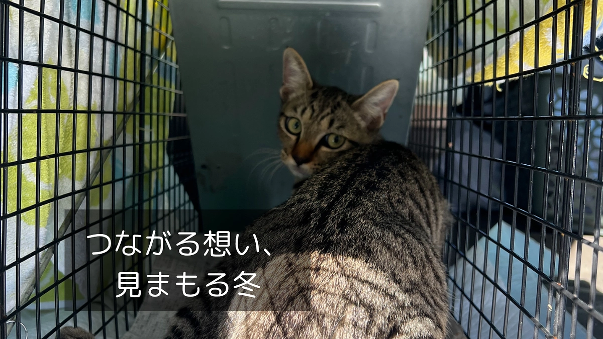 つながる想い、見まもる冬