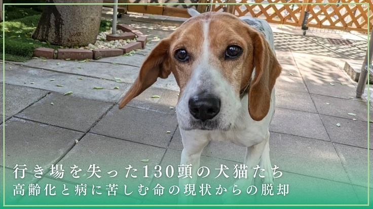 動物が安心できる世界へ。行き場を失った130頭の保護犬猫に医療費を 2枚目