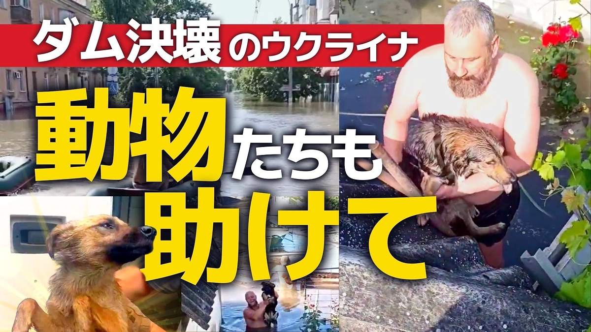 【ウクライナ】ダム破壊による洪水地域で、ペット保護と支援活動を実施しました