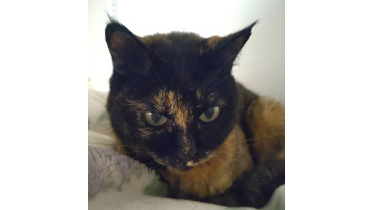 残り22日！保護猫とあなたの物語り2 