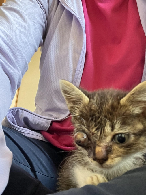 "島猫”は、人間の癒しなのか？～八丈島の猫たちを救え！