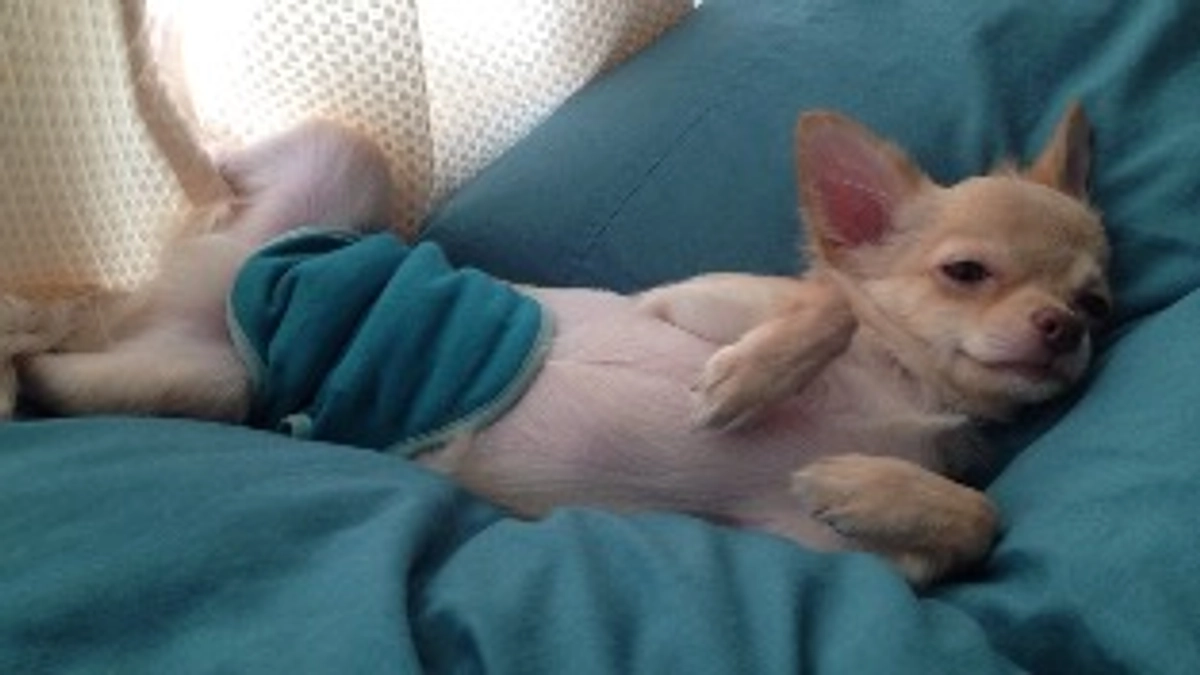 マロンと初めて会った日