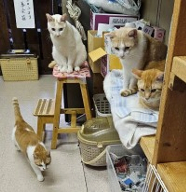 高齢の方とペット問題