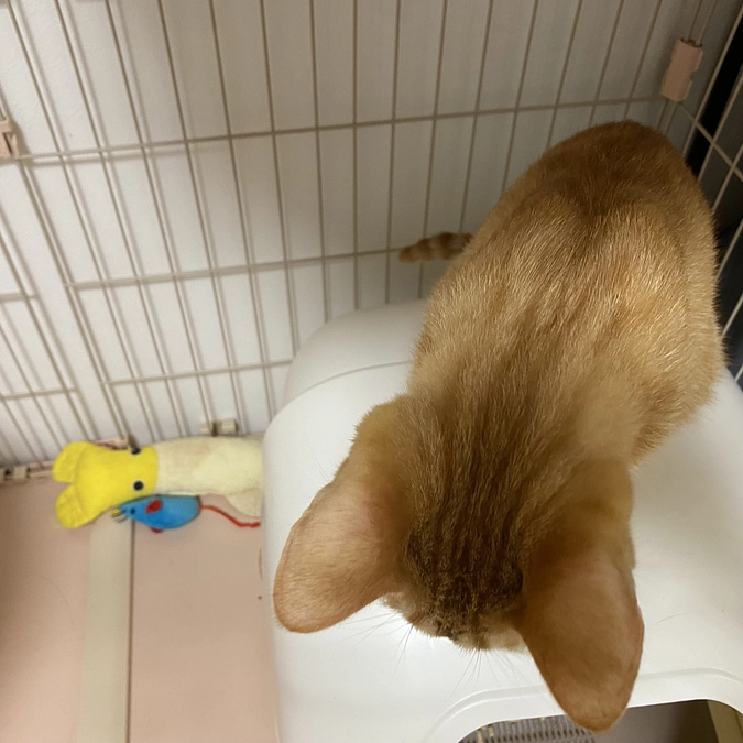 今日のモカ （投薬62日目）🐱⭐️