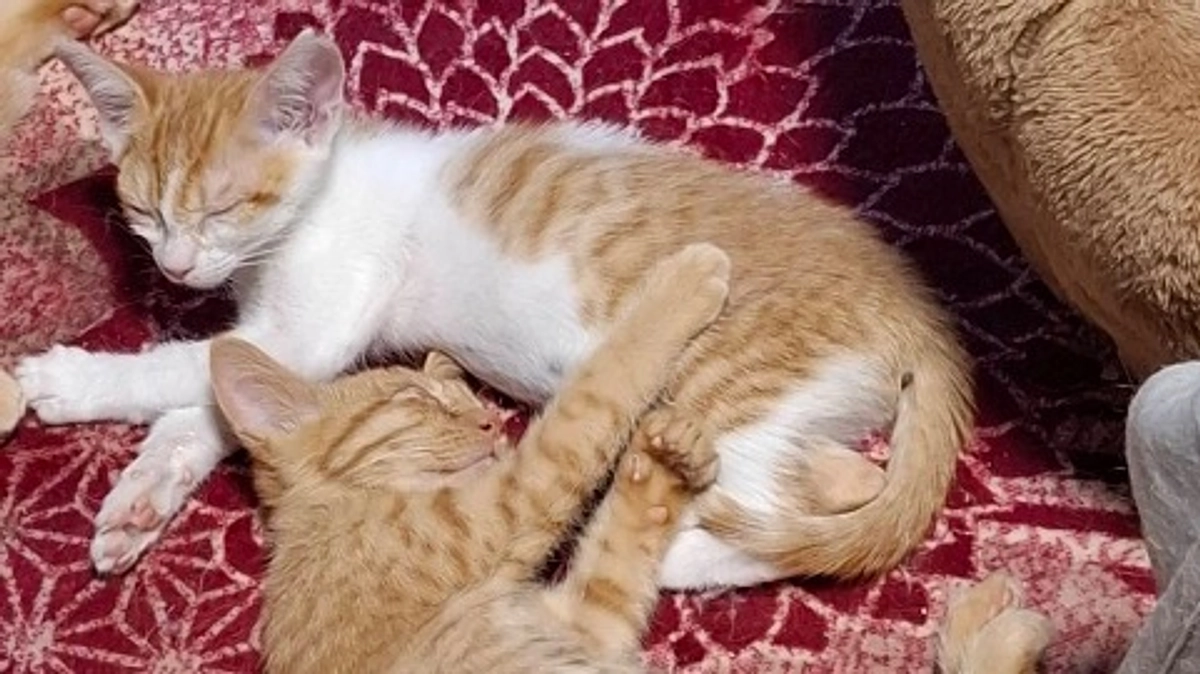 人間と一緒で…