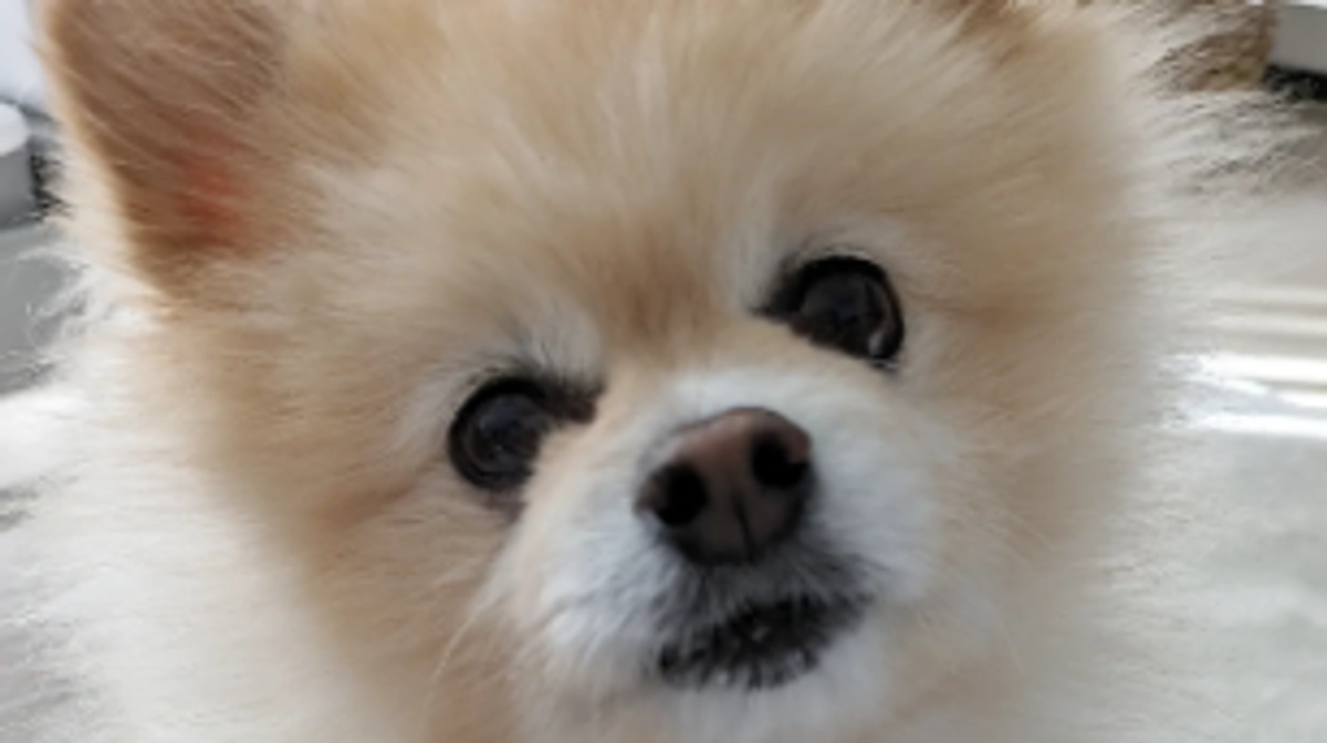 ありがとうございます