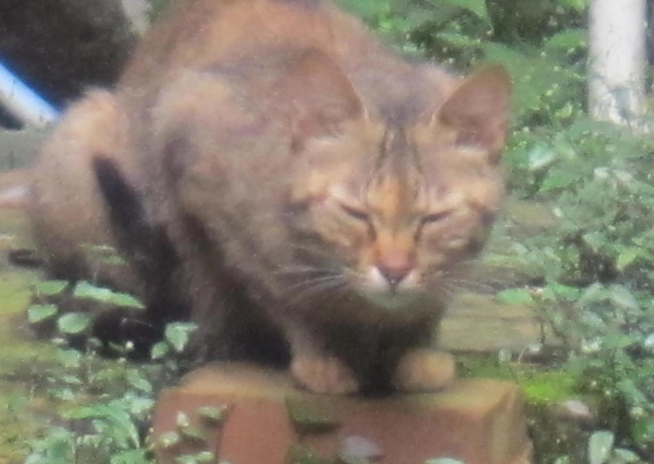 野外猫救済と保護プロジェクト公開のご挨拶