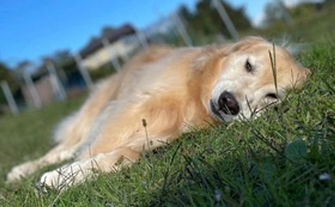 ドッグラン1日無料券