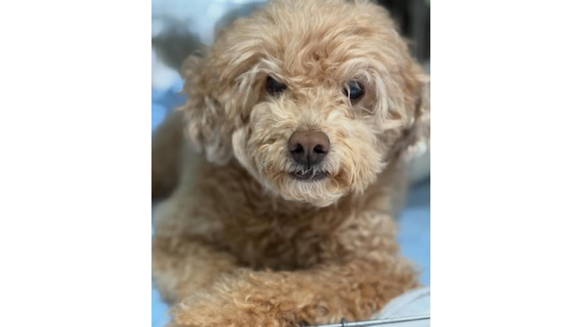 お世話ができなくなってしまい引き取ってほしいというケースが最近は後を断ちません