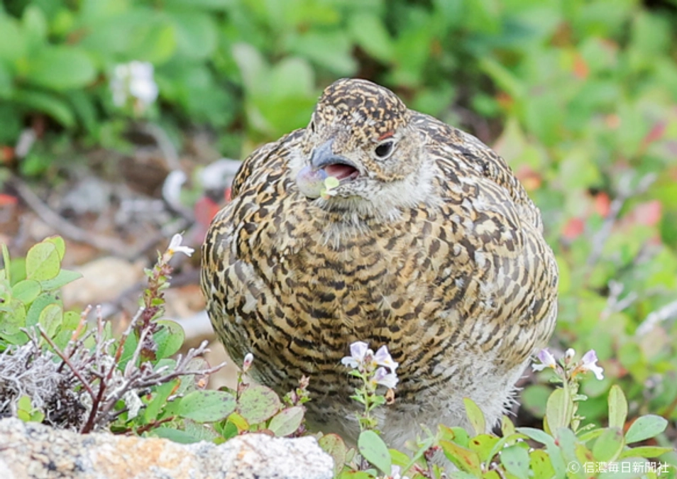 【残り7日！】ライチョウと信州の豊かな自然をいつまでも守り続けるために