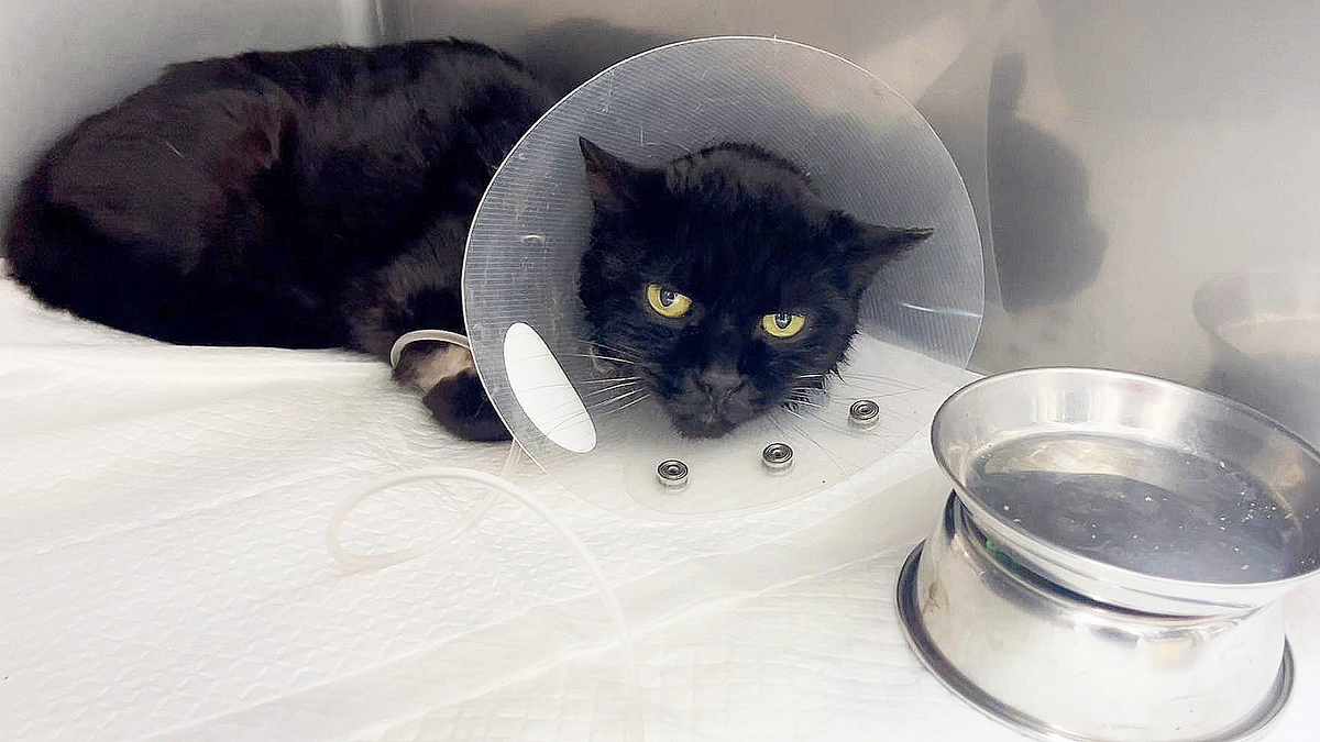 入院時の黒猫くーちゃんです