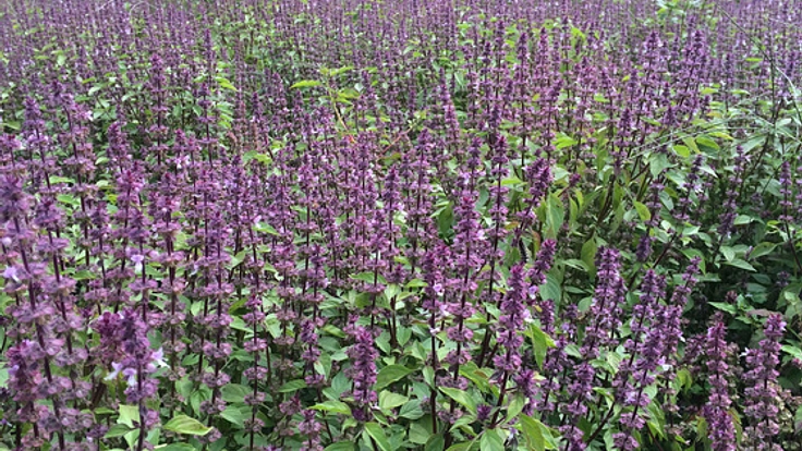 大地と空気を浄化するハーブを植えて、北海道を元気にしたい！
