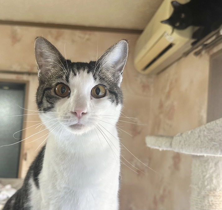 膀胱結石治療中の鱈ちゃん