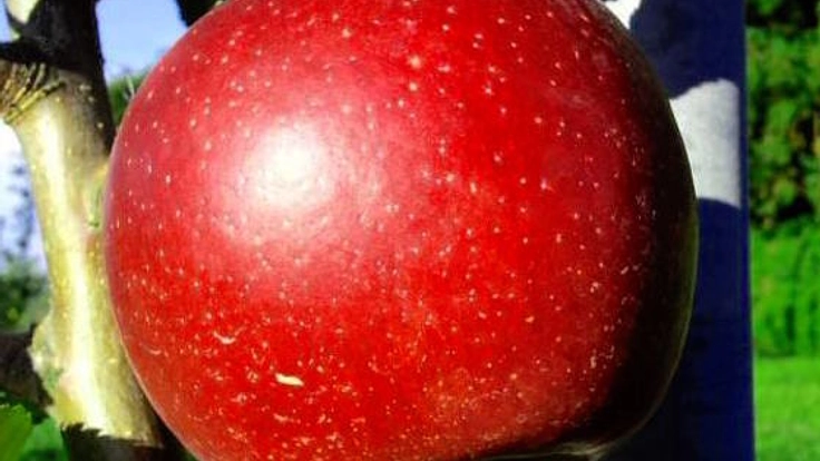 今がシーズン！採りたての紅玉りんごで美味しいお菓子を作りたい