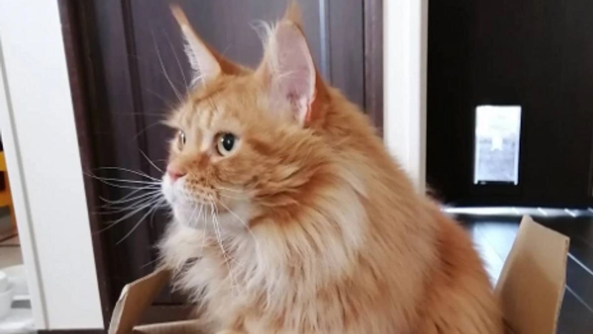 カウントダウンが始まりました