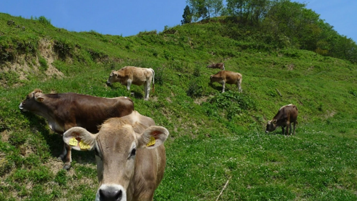 島根県奥出雲町にある〈ダムの見える牧場〉を皆が笑顔の牧場へ！