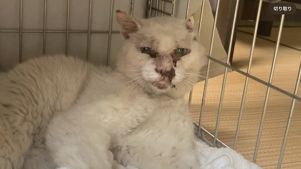 近所の衰弱した猫を緊急保護、看取りました