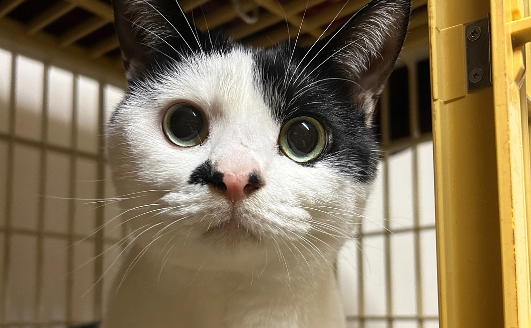 マンスリー応援1000円コース