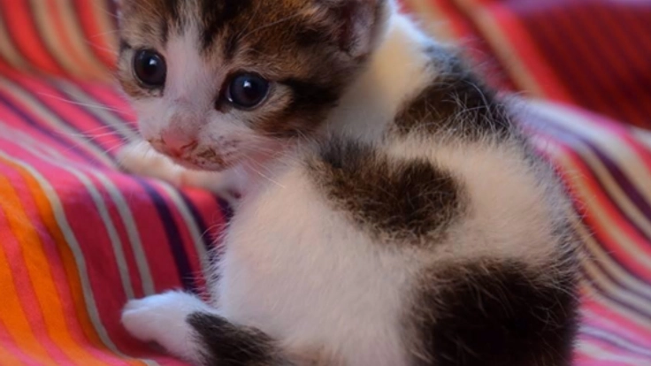 アモリコ×ネコリパ～殺処分待ちの猫達へXmasプレゼントを！