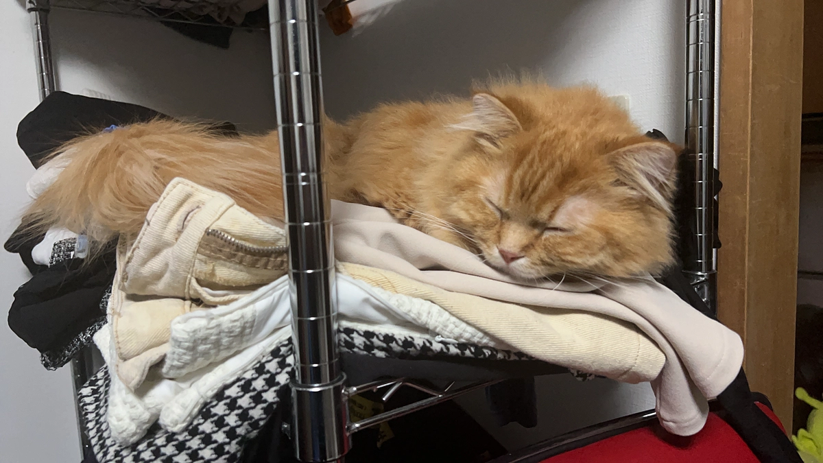 3/28~29の代理支援分反映のお知らせ